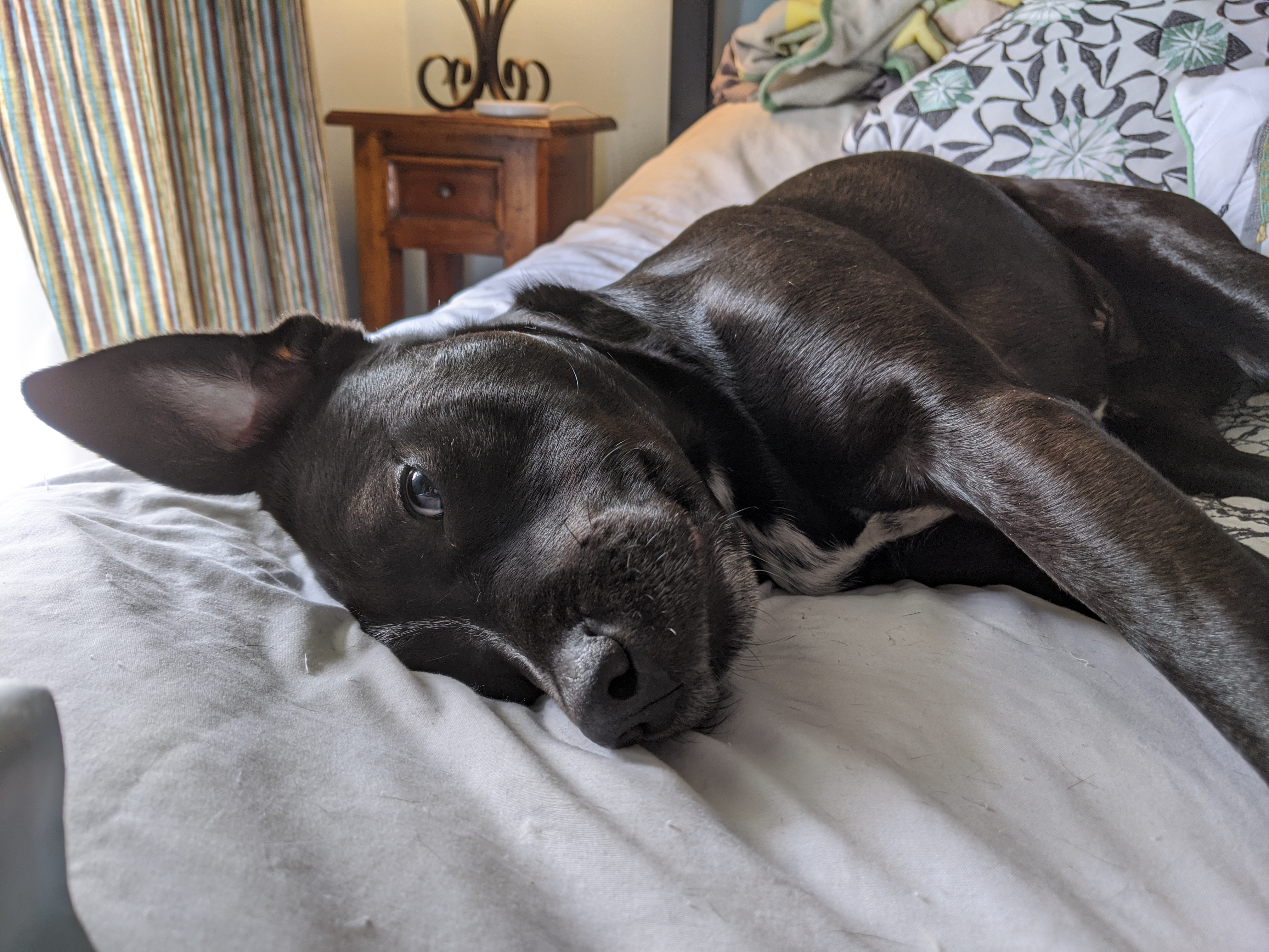 Lulu
